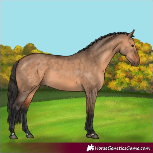 Horse Color:Bay Dun
