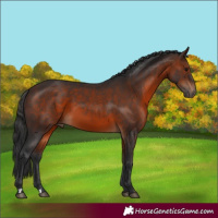 Horse Color:Brown 