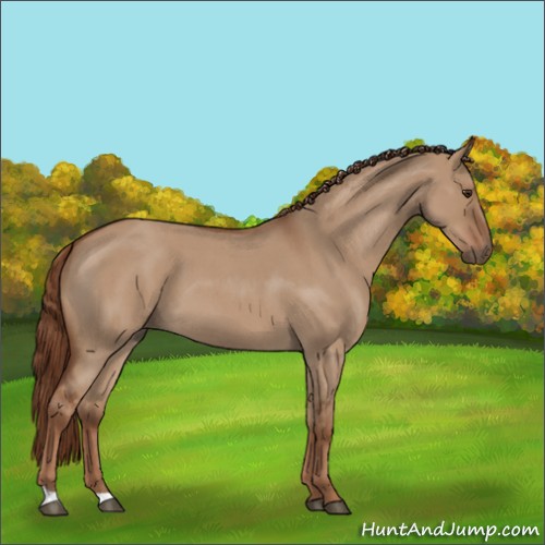 Horse Color:Red Dun Roan 