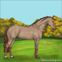 Horse Color:Red Dun Roan