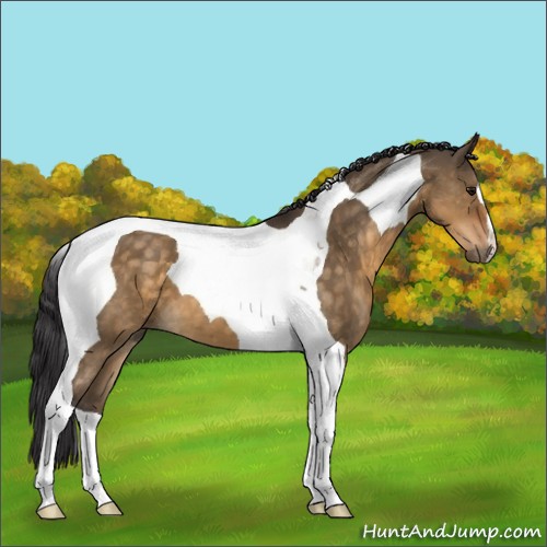 Horse Color:Buckskin Dun Tobiano