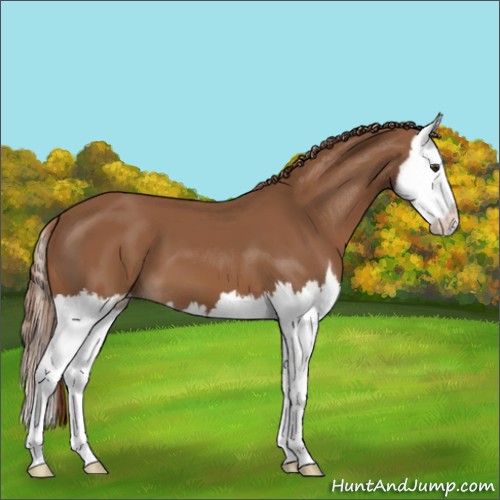 Horse Color:Chestnut Splash