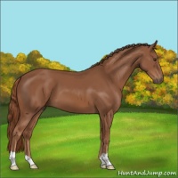 Horse Color:Chestnut 