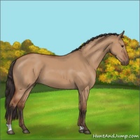 Horse Color:Bay Dun 