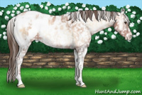 Horse Color:White Spotted Liver Red Onyx Ice Pearl Appaloosa 