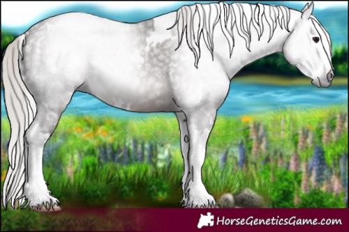 Horse Color:Gray White Spotted Silver Black Splash