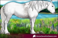 Horse Color:Gray White Spotted Silver Black Splash 