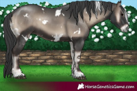 Horse Color:White Spotted Blue Onyx