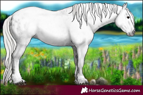 Horse Color:Gray Silver Black Tobiano Blanket 