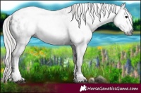 Horse Color:Gray Silver Black Tobiano Blanket