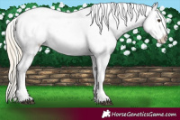 Horse Color:Chocolate Palomino Tobiano Near Leopard Rabicano 