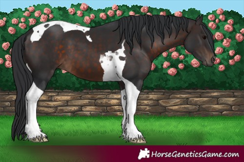 Horse Color:Brown Tobiano 