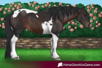 Horse Color:Brown Tobiano 