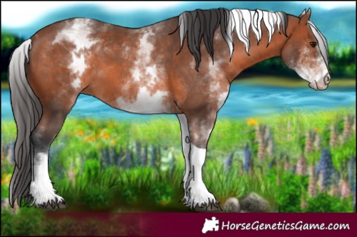 Horse Color:White Spotted Bay Tobiano 
