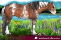Horse Color:White Spotted Bay Tobiano