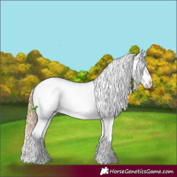 Horse Color:Smoky Black Pearl Sabino Splash Appaloosa 