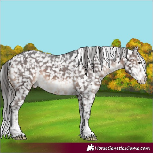 Horse Color:White Spotted Brown Snowflake Varnish