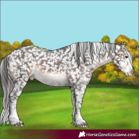 Horse Color:White Spotted Brown Appaloosa 