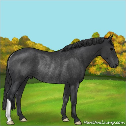 Horse Color:Black Rabicano 