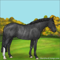 Horse Color:Black Rabicano 