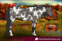 Horse Color:White Spotted Grullo