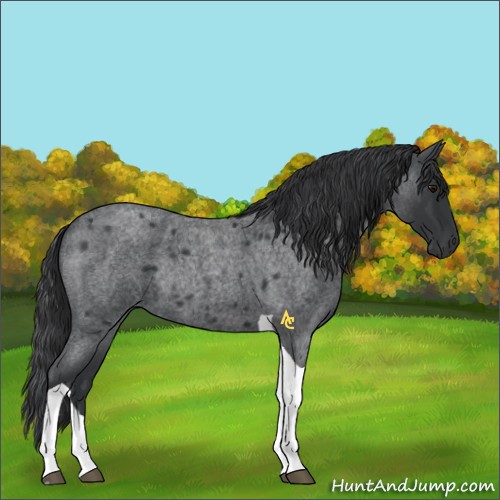 Horse Color:Blue Roan Tobiano Rabicano