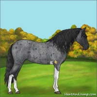 Horse Color:Blue Roan Tobiano Rabicano