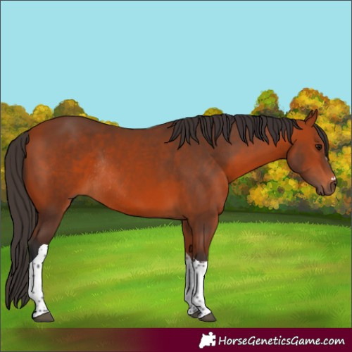Horse Color:Bay Tobiano Rabicano 