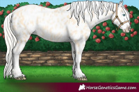 Horse Color:Palomino Pearl Near Leopard