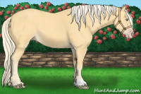 Horse Color:Gold Cream Champagne 
