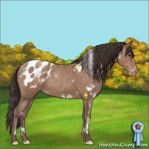 Horse Color:White Spotted Classic Champagne Sabino Appaloosa Rabicano 