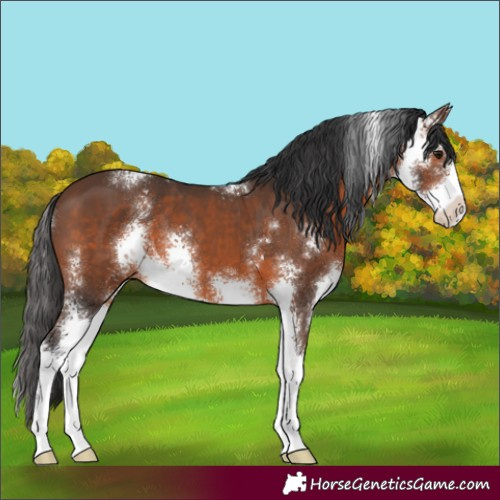 Horse Color:Brown Sabino