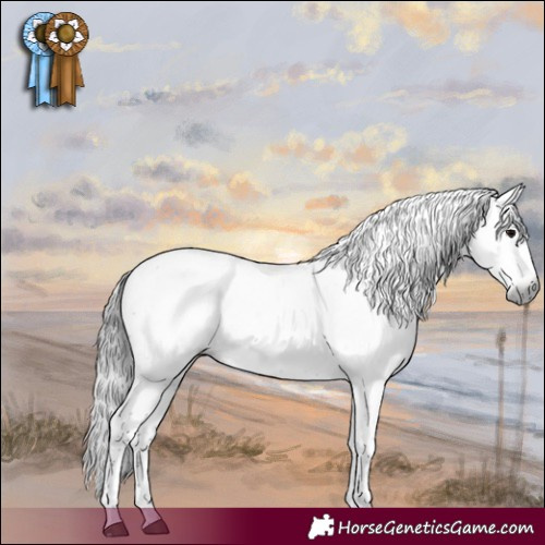 Horse Color:Gray Black Sabino Rabicano