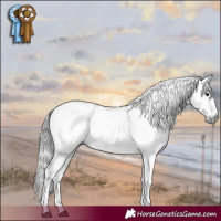 Horse Color:Gray Black Sabino Rabicano 