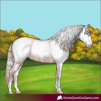 Horse Color:Gray Gold Champagne Sabino Rabicano 