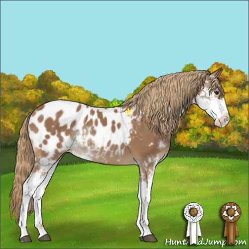Horse Color:Chestnut Sabino Appaloosa Rabicano 