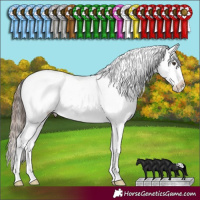 Horse Color:Liver Chestnut Appaloosa Rabicano 