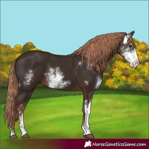 Horse Color:Liver Chestnut Sabino 