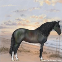 Horse Color:Brown Sabino 