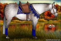 Horse Color:Gray Bay 