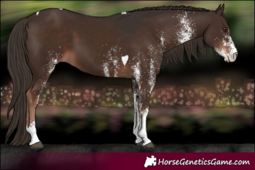 Horse Color:White Spotted Liver Chestnut Tobiano 