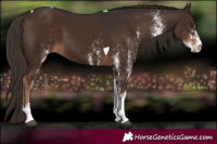 Horse Color:White Spotted Liver Chestnut Tobiano 