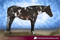 Horse Color:Gray White Spotted Brown