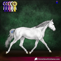 Horse Color:Gray White Spotted Black Ice Appaloosa 