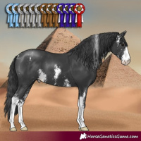 Horse Color:Black Sabino