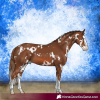 Horse Color:White Spotted Chestnut Splash 