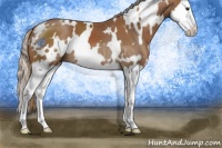 Horse Color:White Spotted Chestnut Splash 