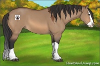 Horse Color:Bay Dun Splash 