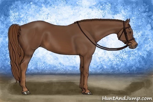 Horse Color:Chestnut Rabicano 