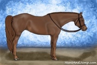 Horse Color:Chestnut Rabicano